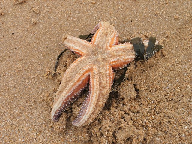 Ile oleron 048