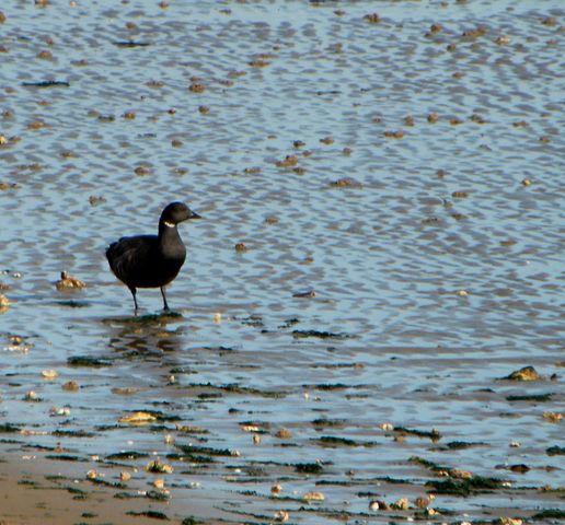 Ile oleron 093