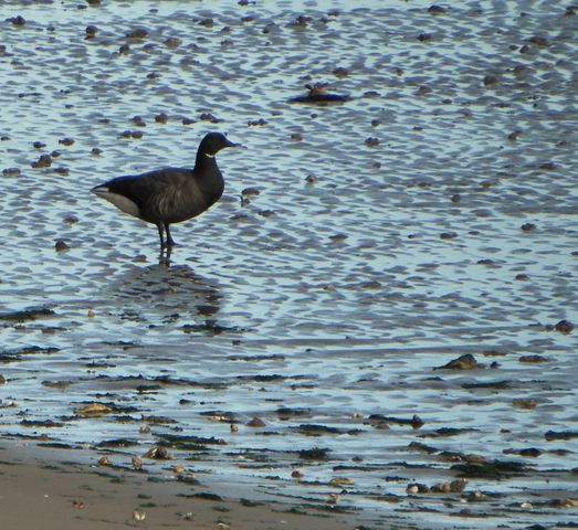 Ile oleron 094