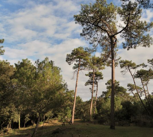 Ile oleron 099