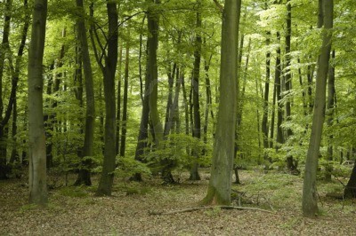 3881428 chene et de hetre les arbres de la foret en france au printemps la region lorraine
