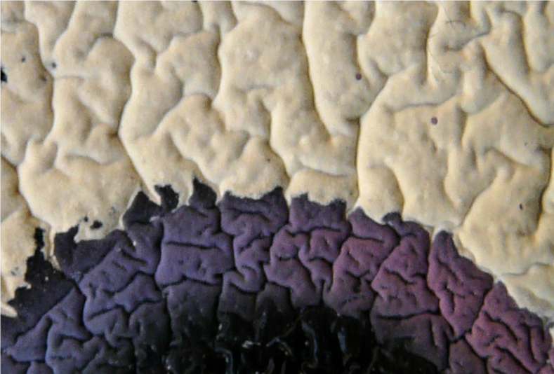 Hole white violet