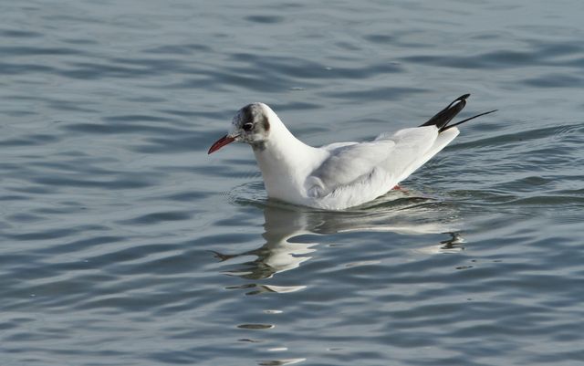 Ile de re 1 