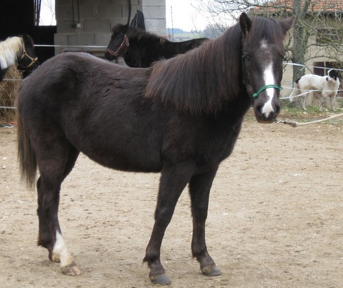 Vipeanine 4 ans