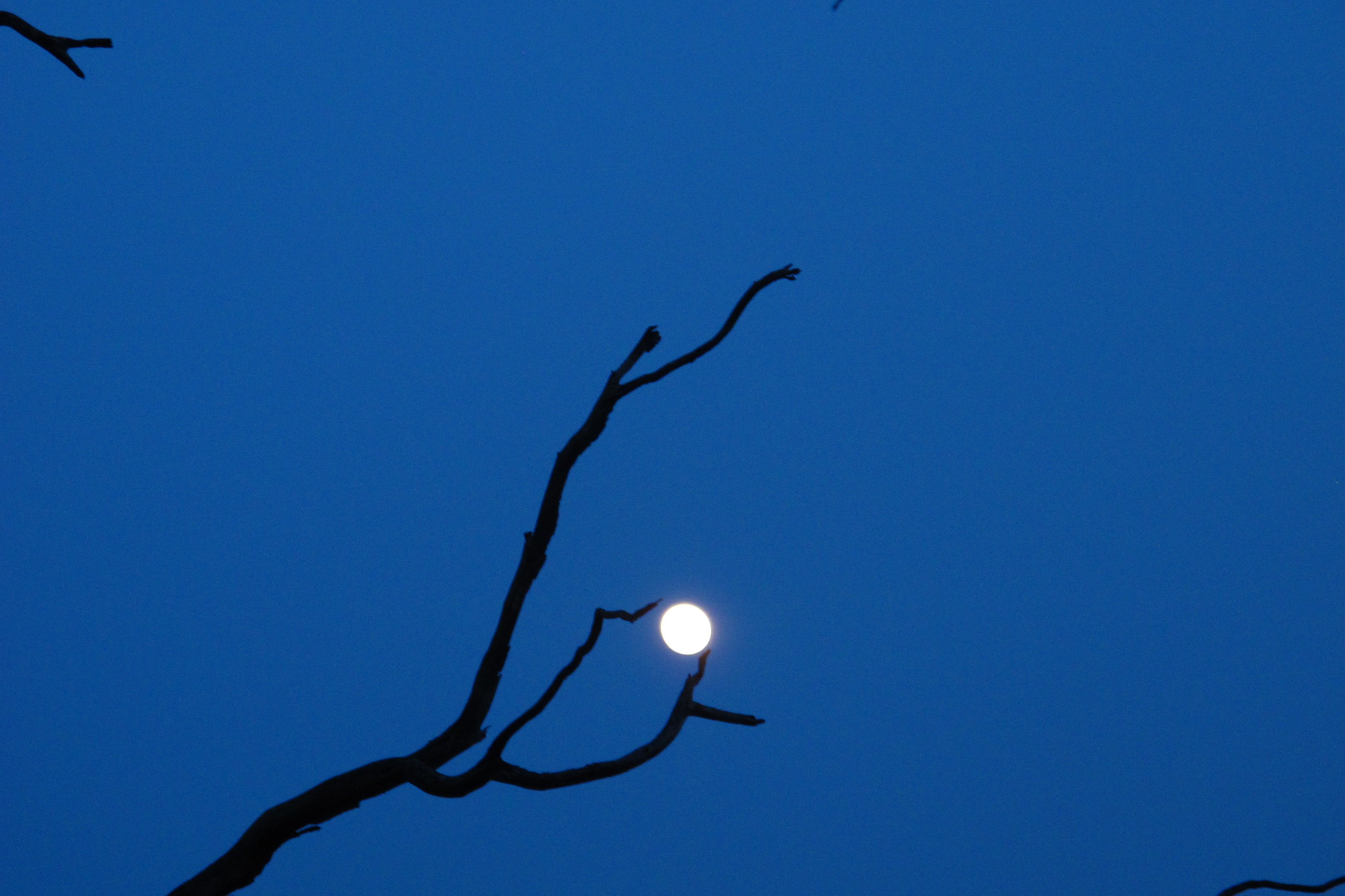 Branches prend la lune