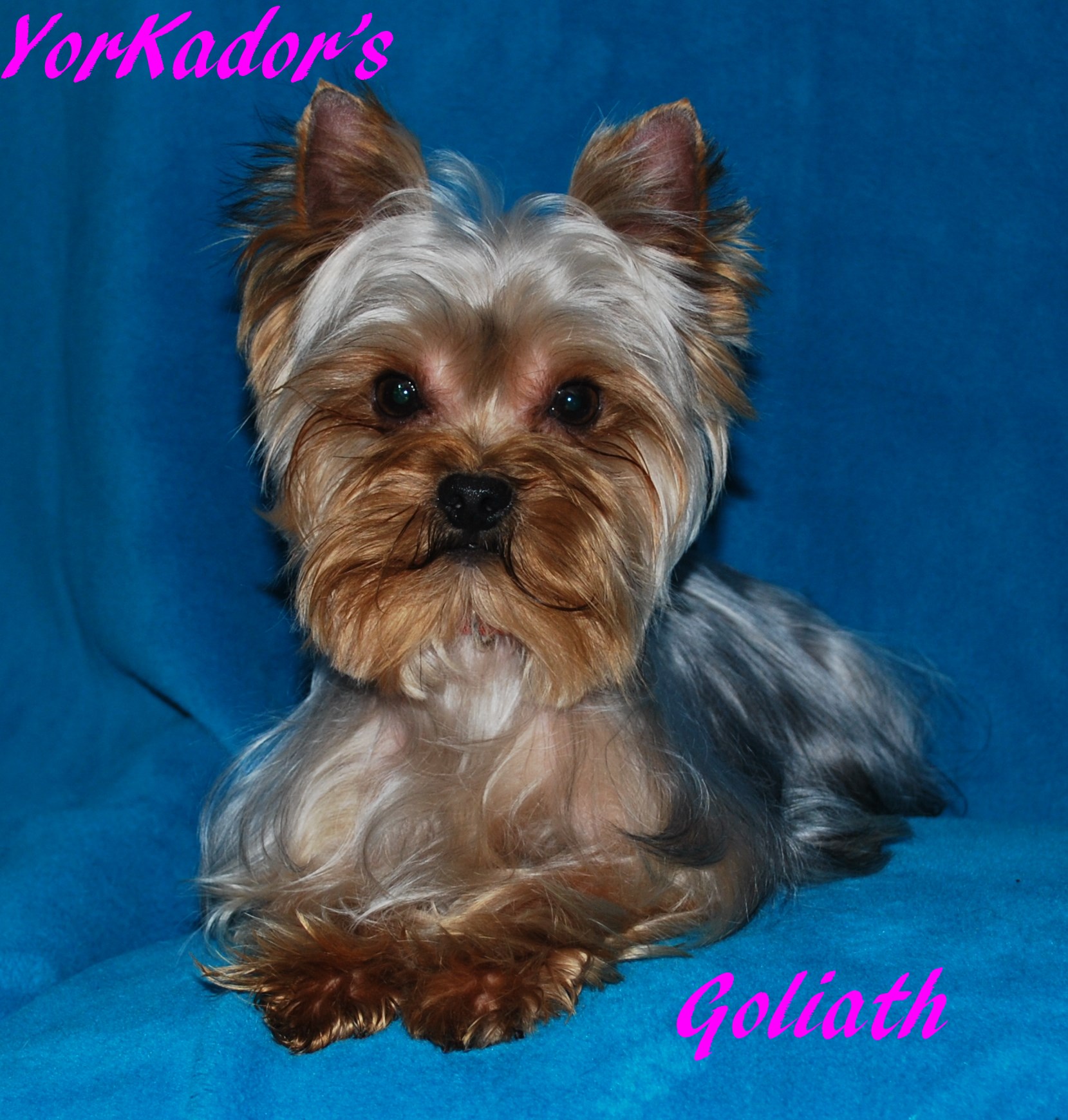 Goliath14 mois