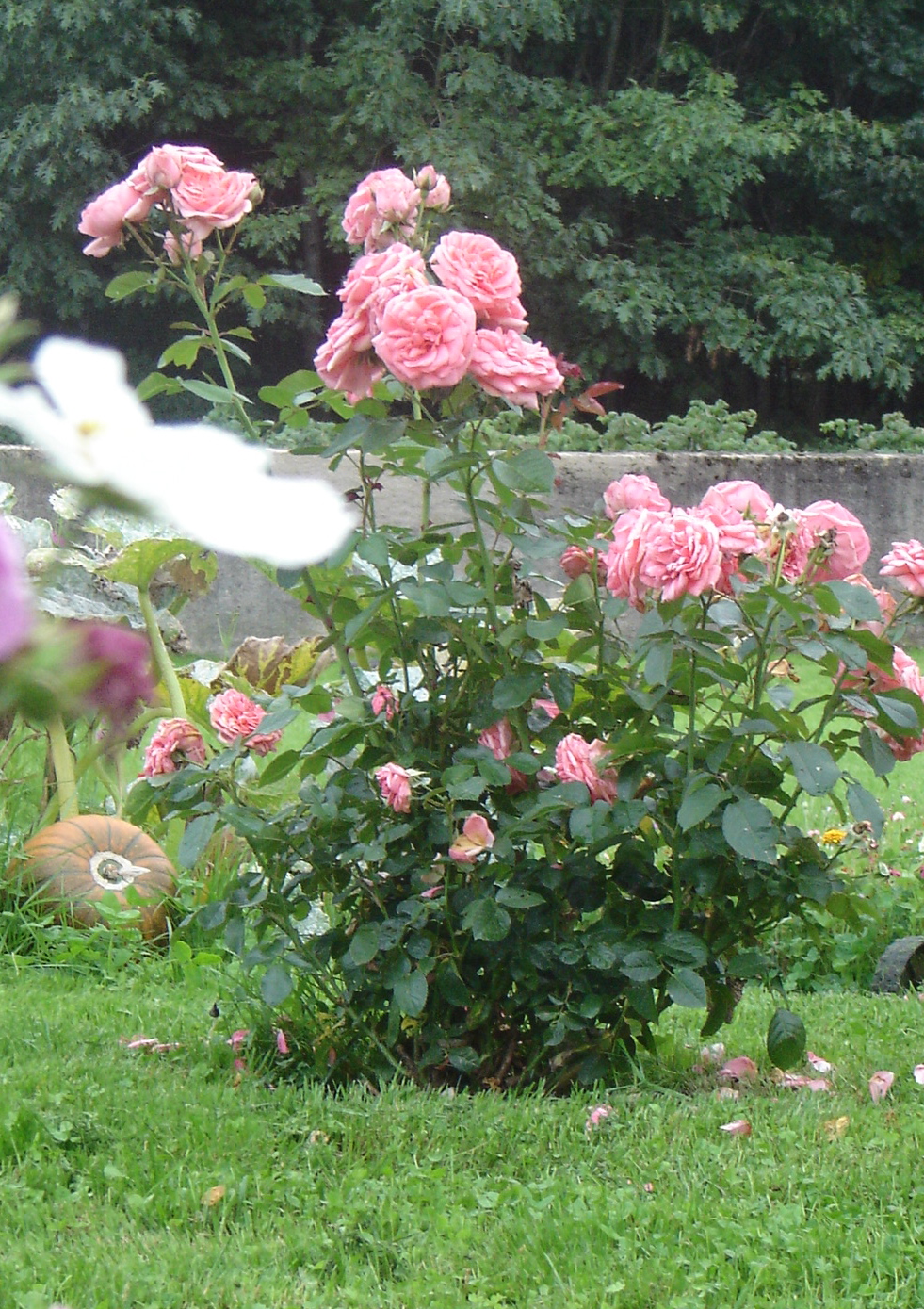 Dsc09629