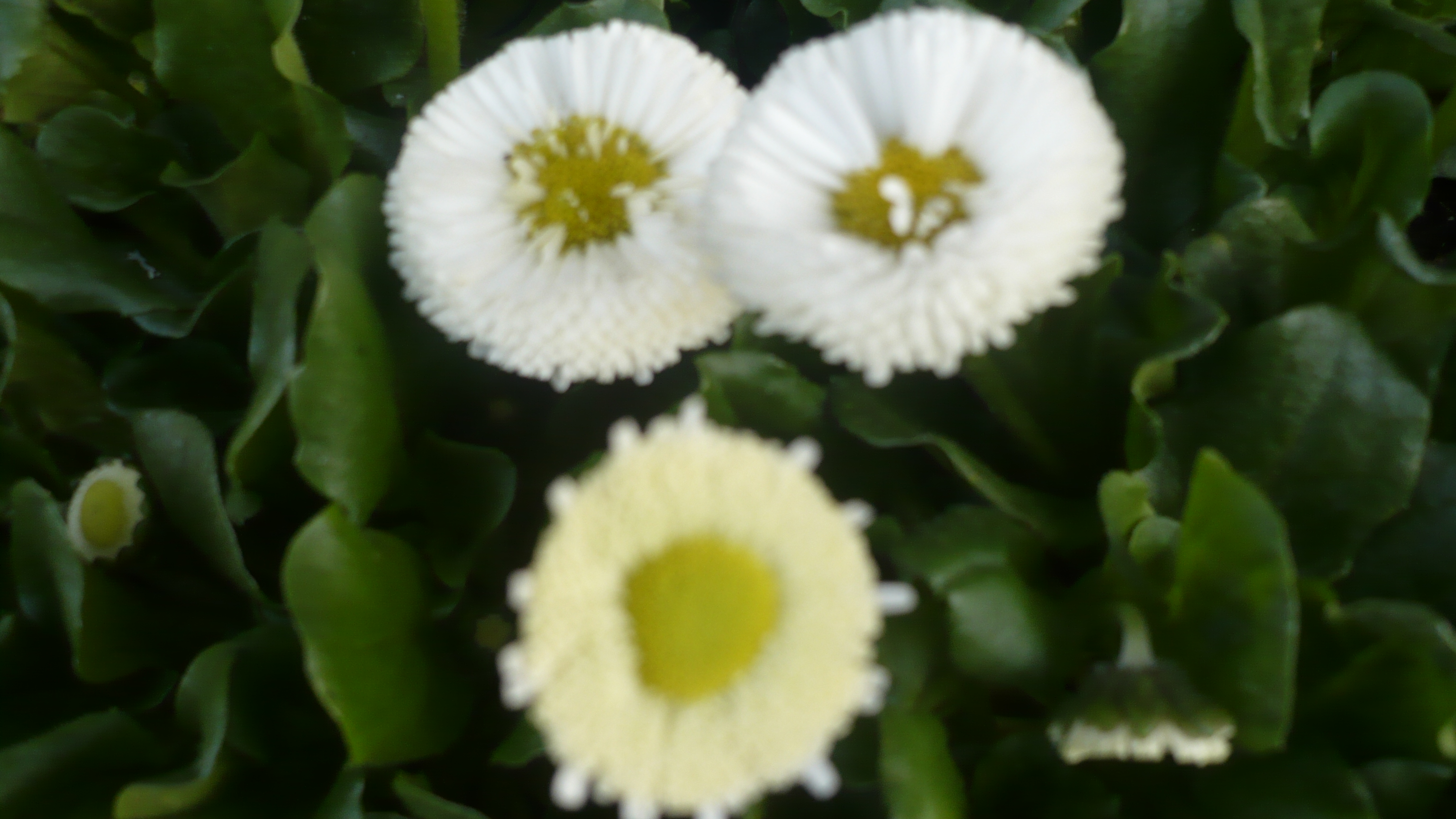 Annif Nico Amandine 09 fleurs 021