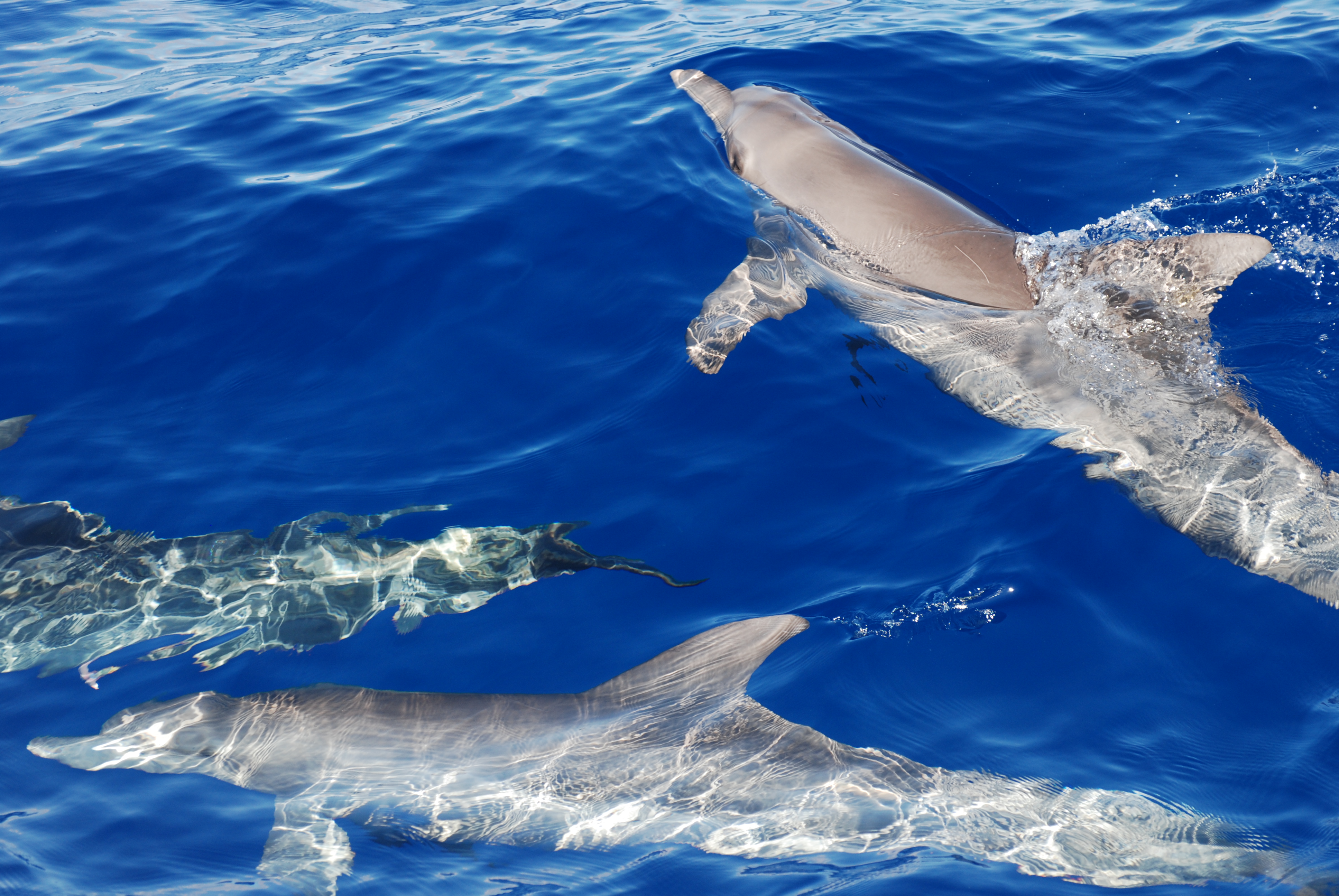 Dauphins