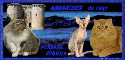 Banniere abbarides1 1 
