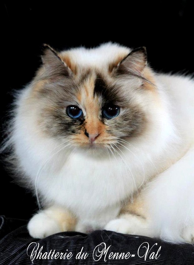 Glantine