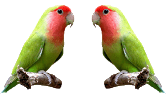 Gif animes animaux KxBY2nf6IG