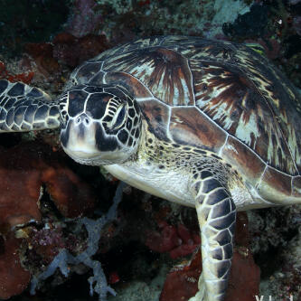 Mr s Turtle D
