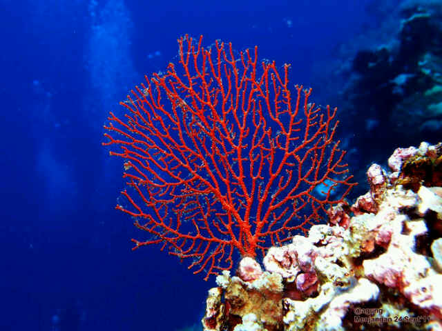 Feather star with bulbles