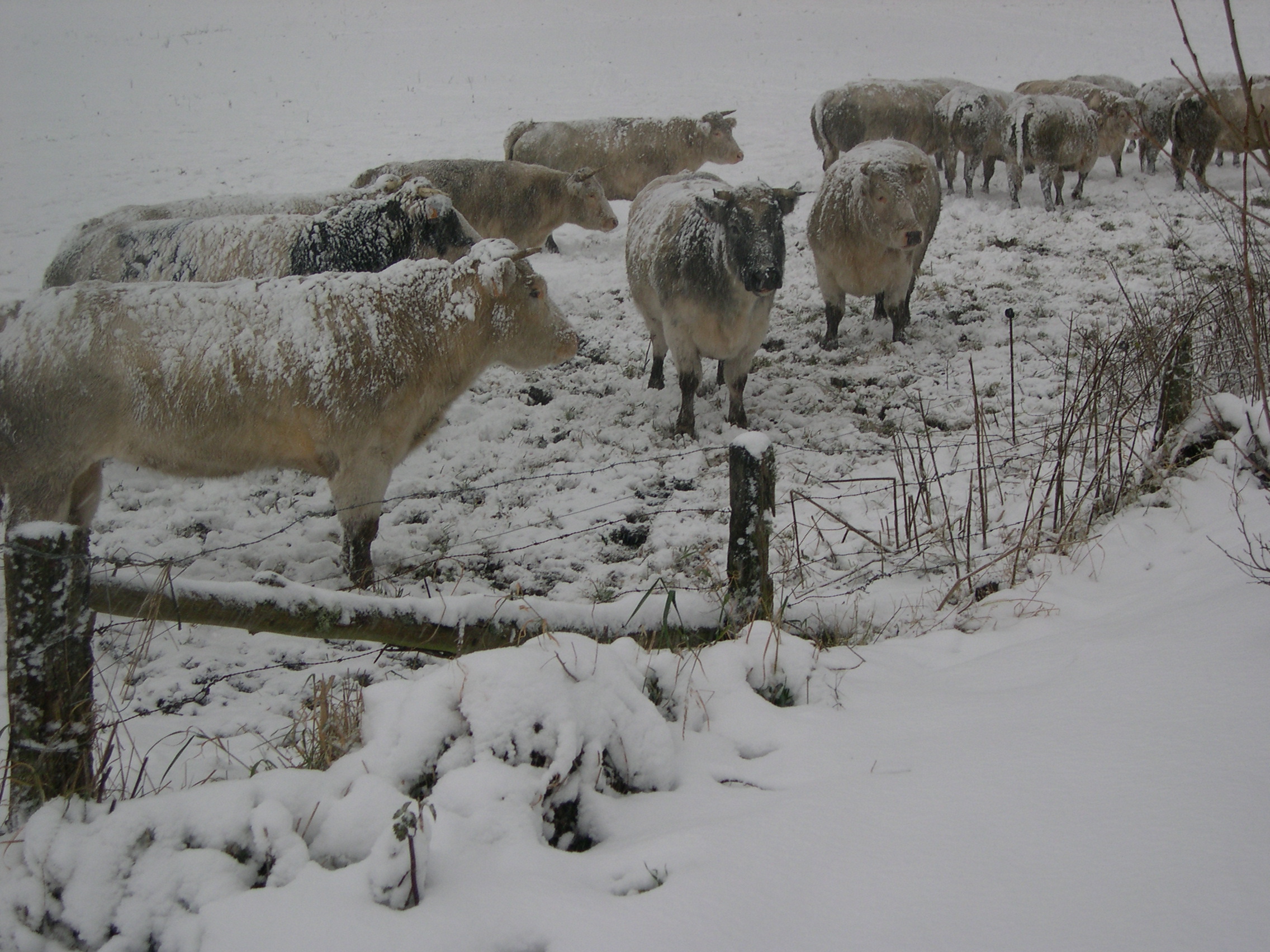 Belgian Blue White
