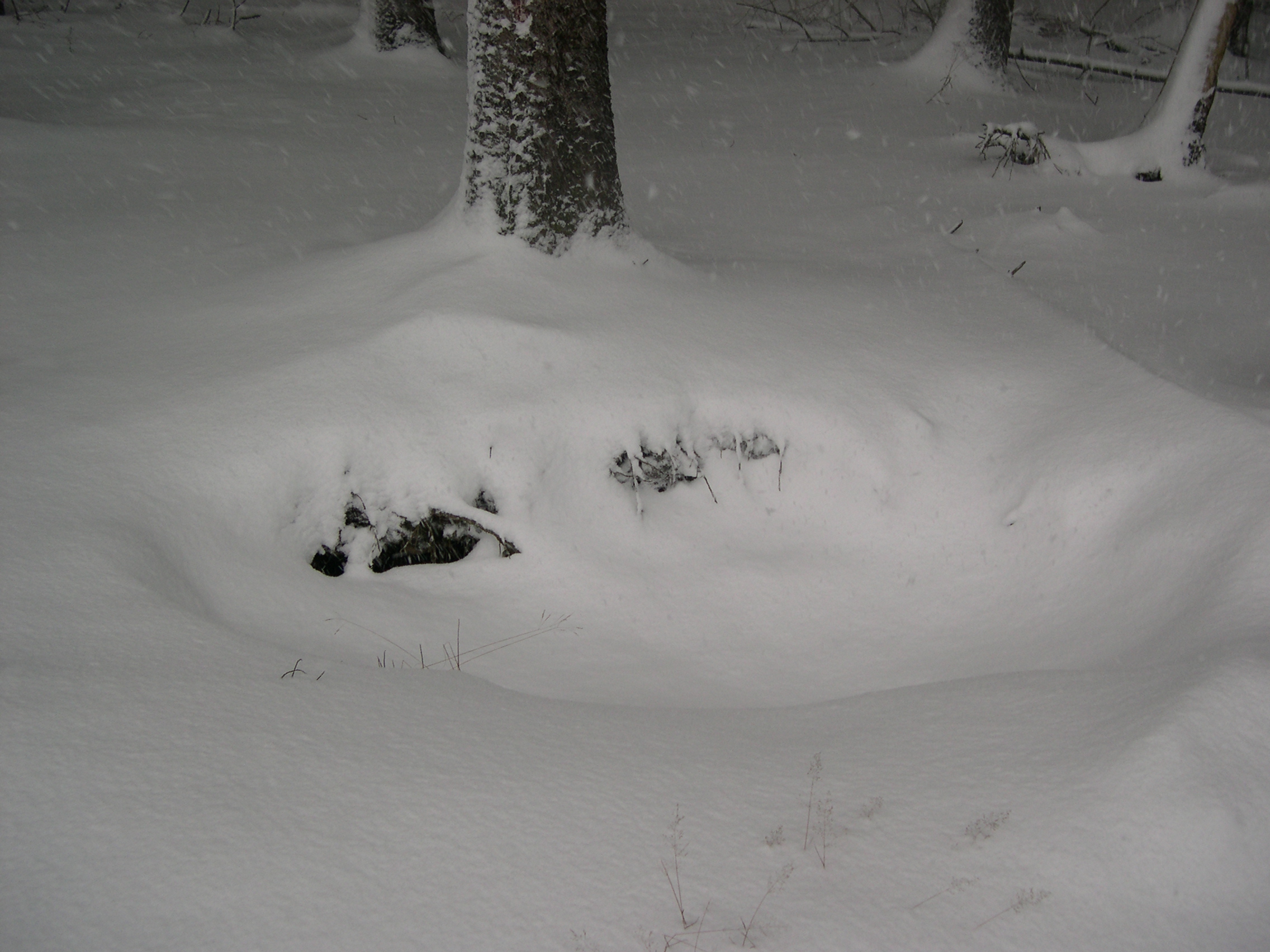 Bois Jacques Fox hole