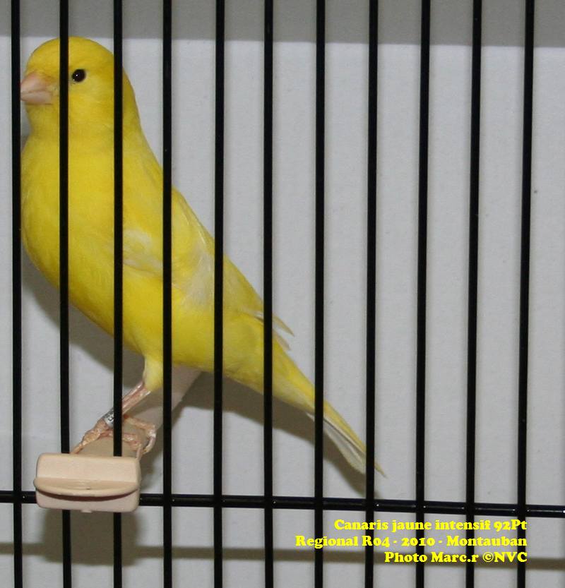Canaris montauban