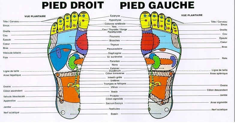 Planche reflexologie2