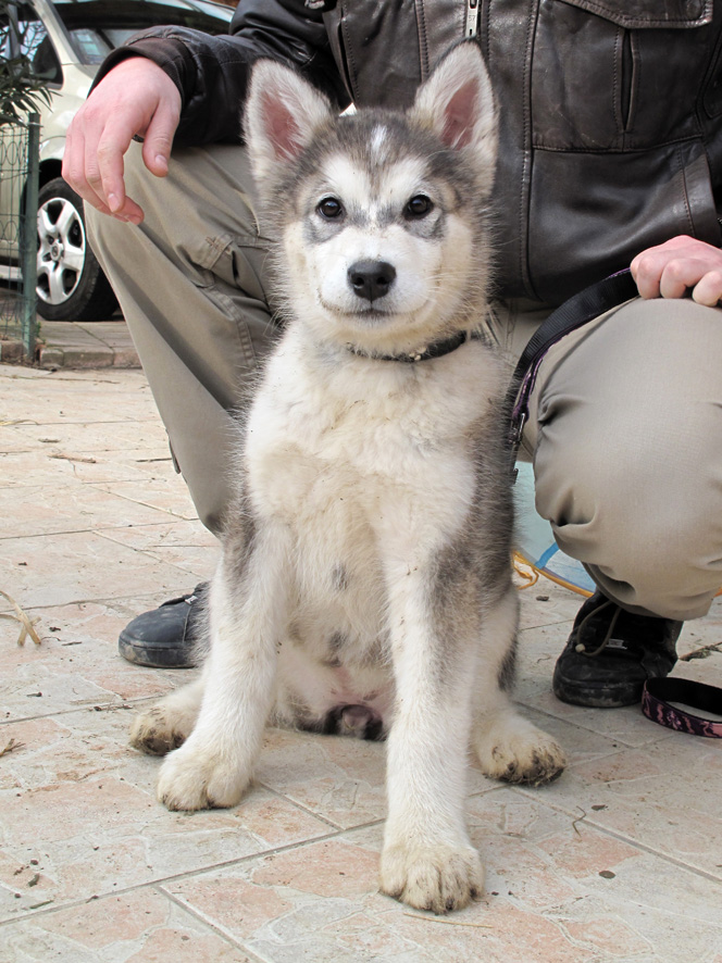 Haika malamute