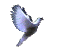 Oiseau 045