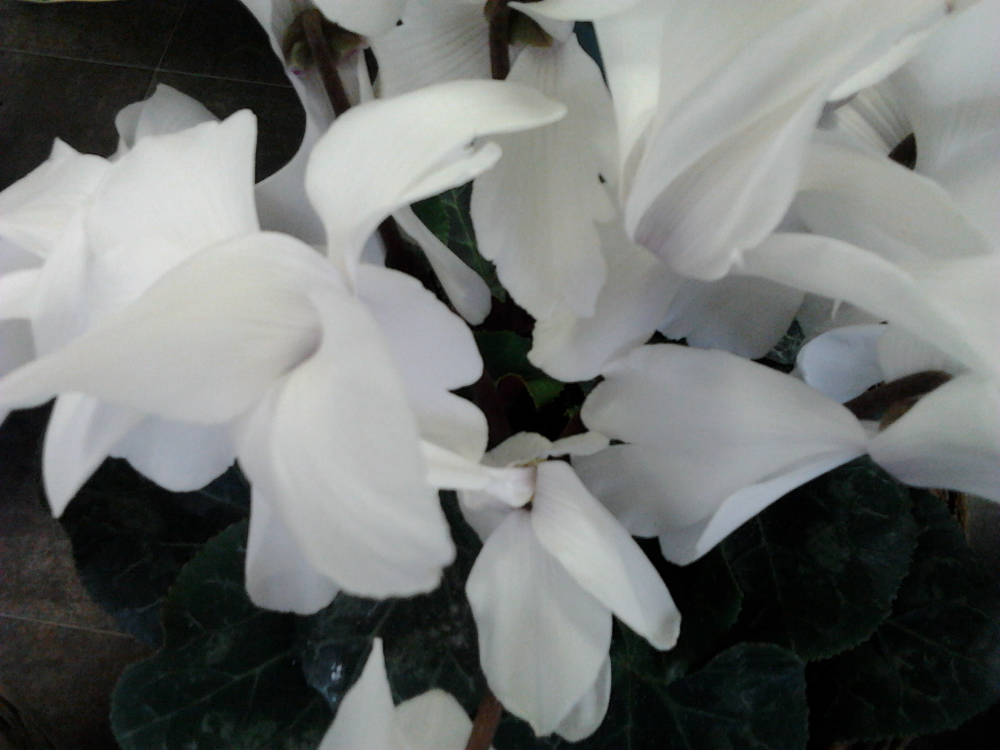 Photo0466