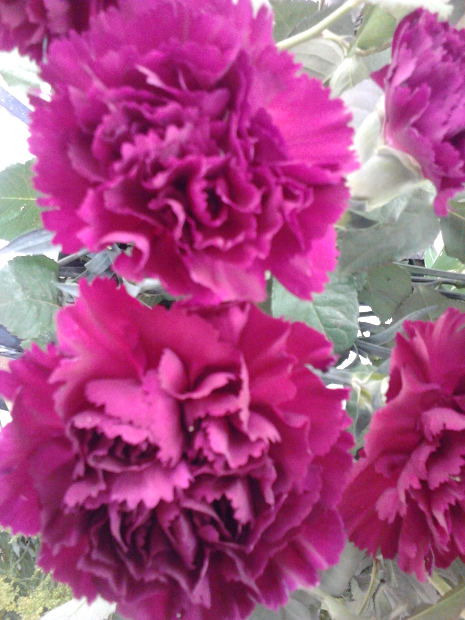 Photo0443