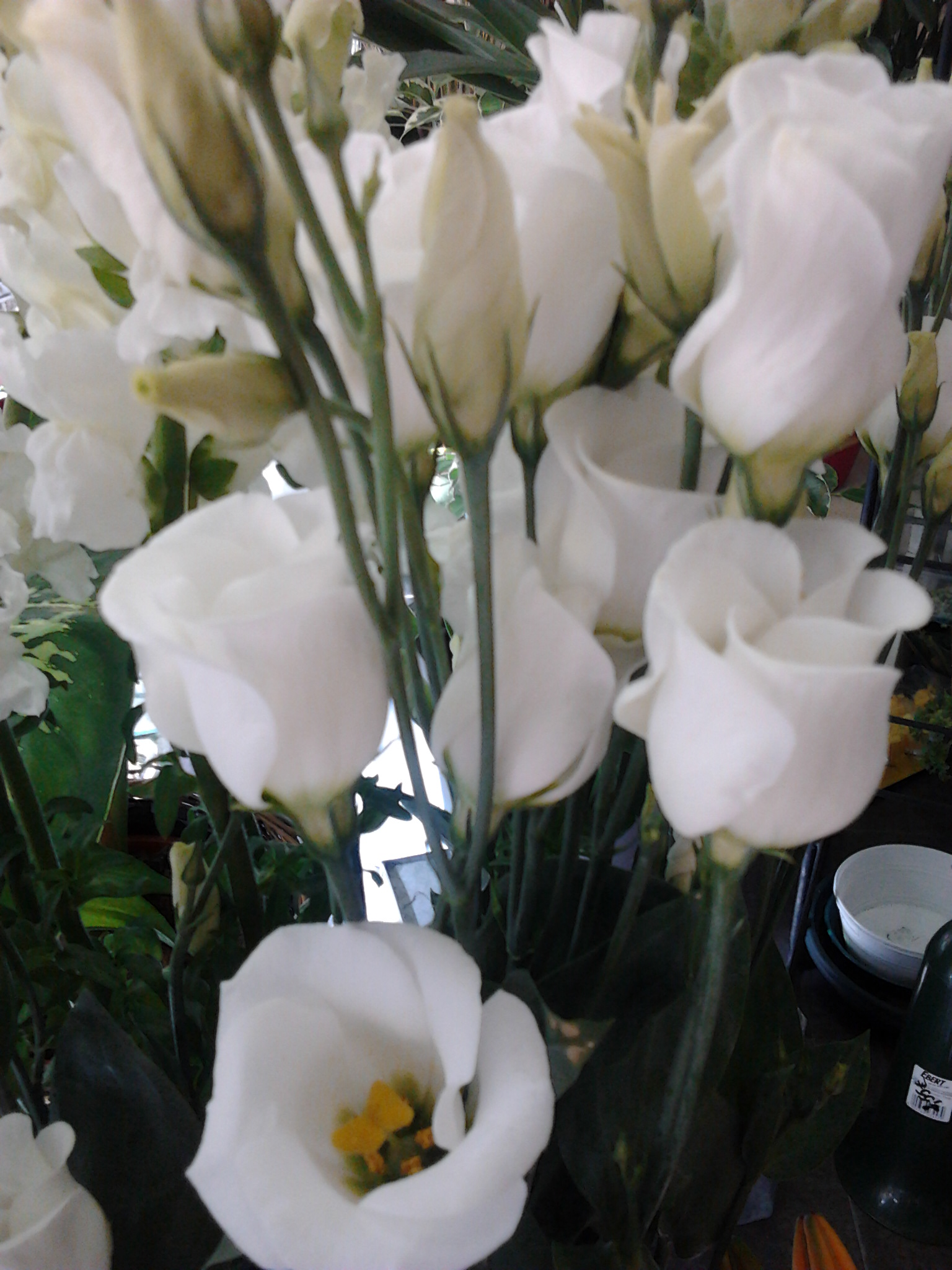 Photo0444
