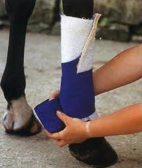 Stage grooming valerie photo 02