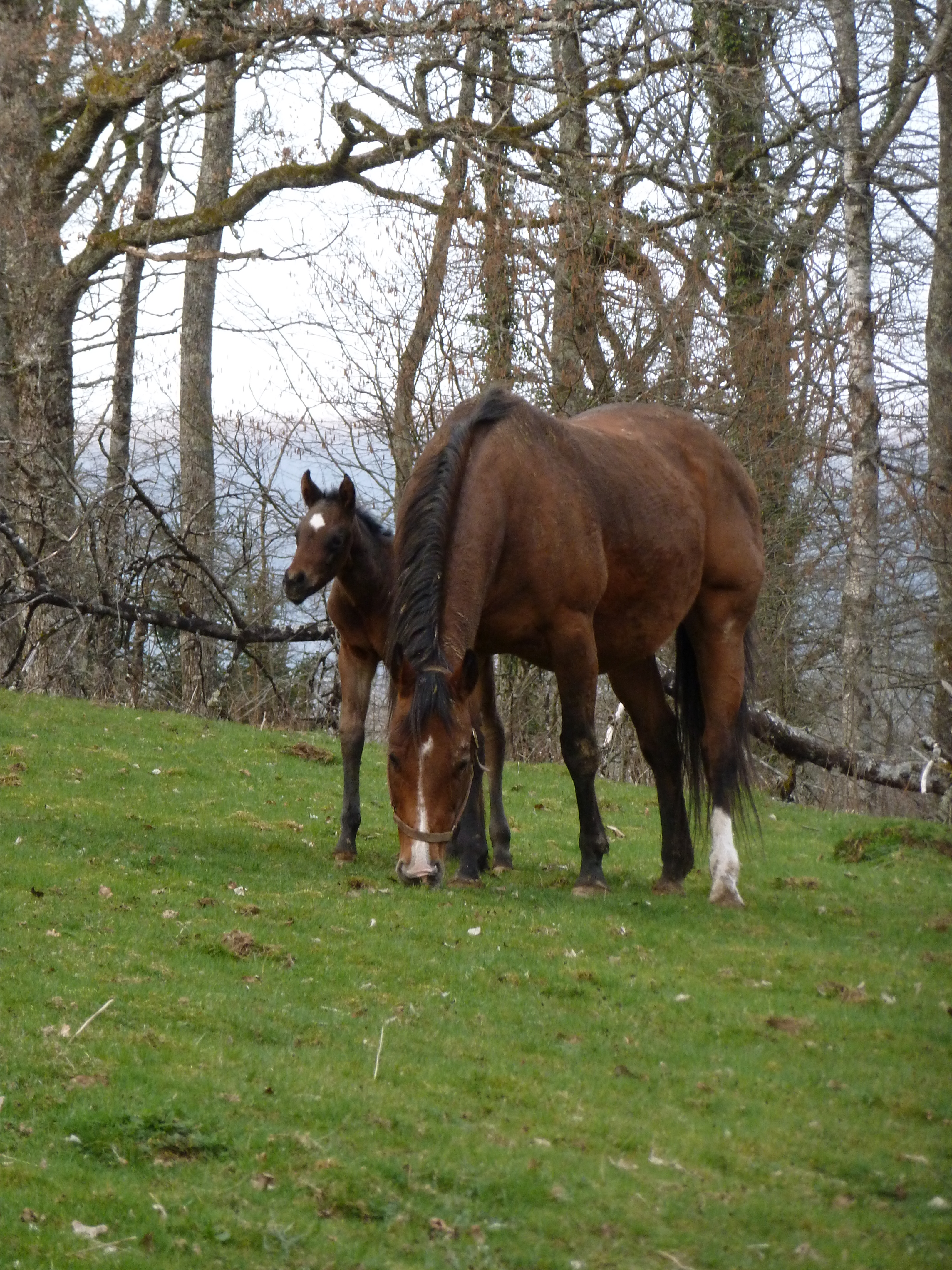 SCORPIO SPEEDY BAR QH AQHA
Pouliche DIAMOND POCOBAR  Quarter-horse fondation ranch
BALDROCK RANCH
Franche-Comté