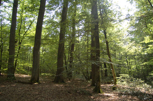 Foret