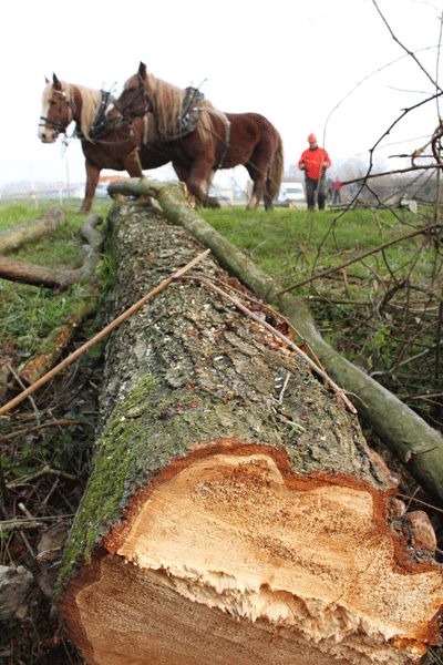 Grume chevaux en ARplan