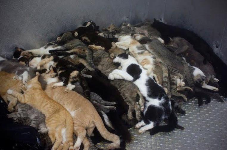 Chats morts
