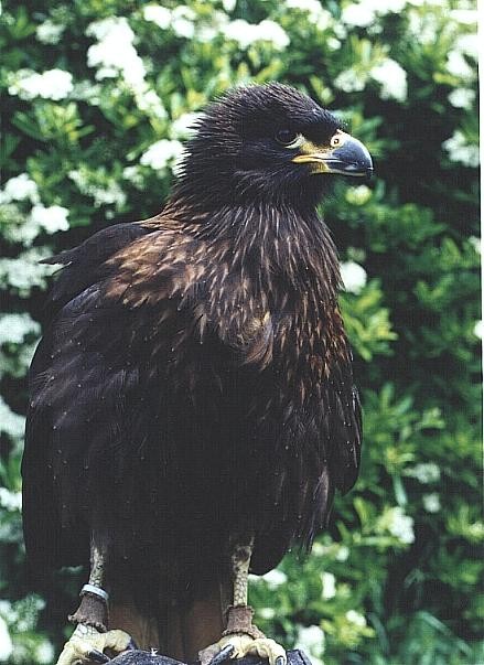 Caracara de forster s