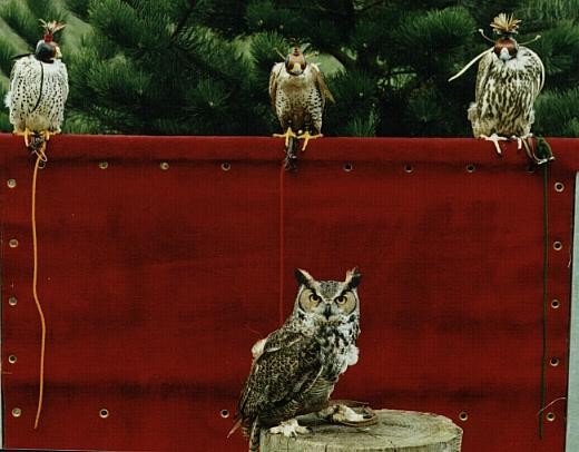 Expo rapaces