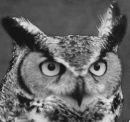 Arthur tete noir blanc