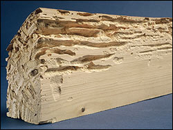 Termite dans bois