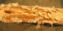Termites bois1