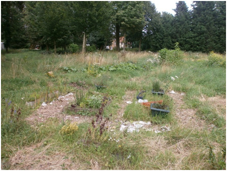 11 potager