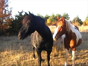 Chevaux sur le causse (crédit photo: Safranière des Privats)