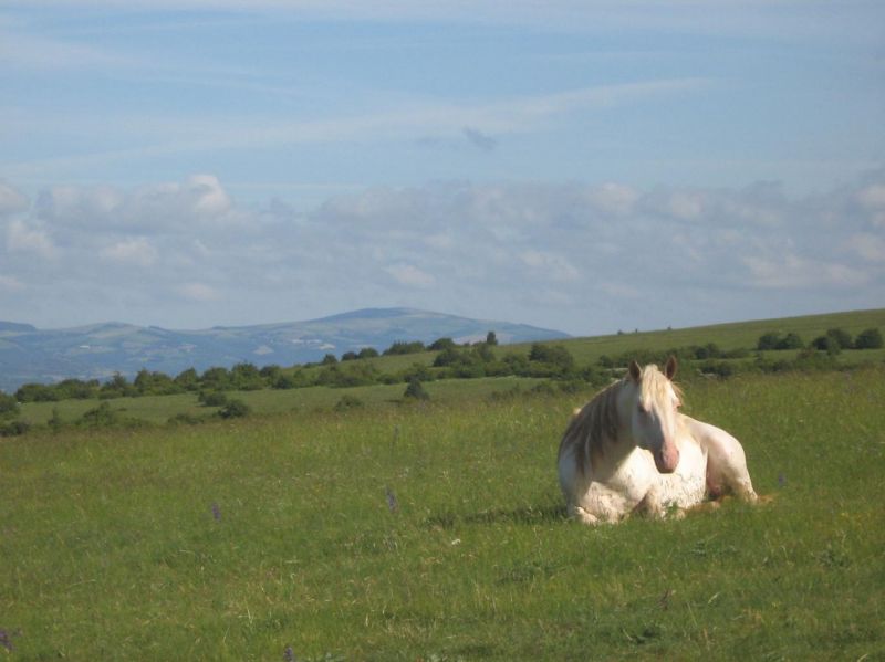 Etalon d'Aphrosy Farm sur le Larzac (crédit photo D'Aphrosy Farm)