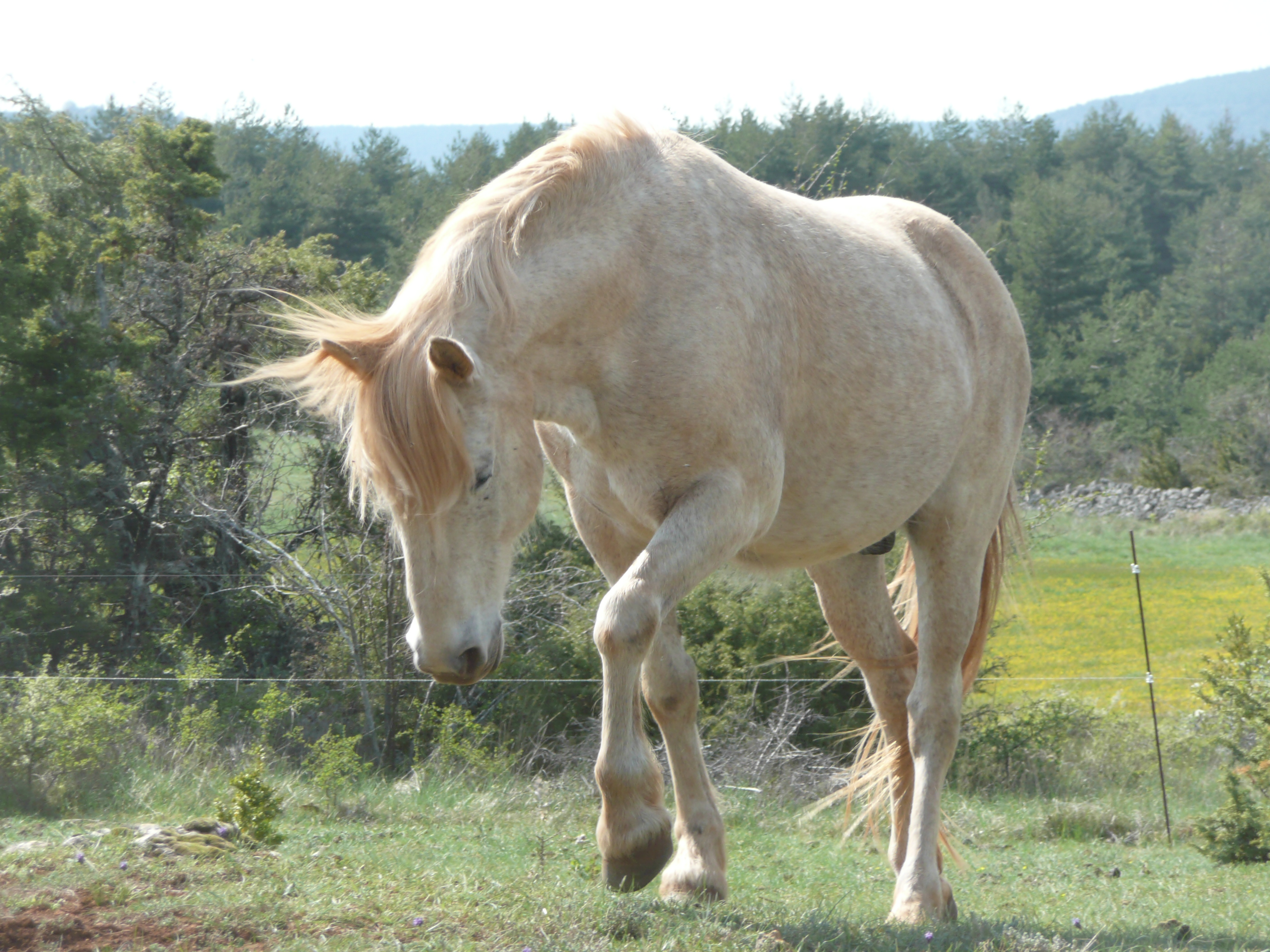 Cheval sur le causse (crédit photo: Safranière des Privats)