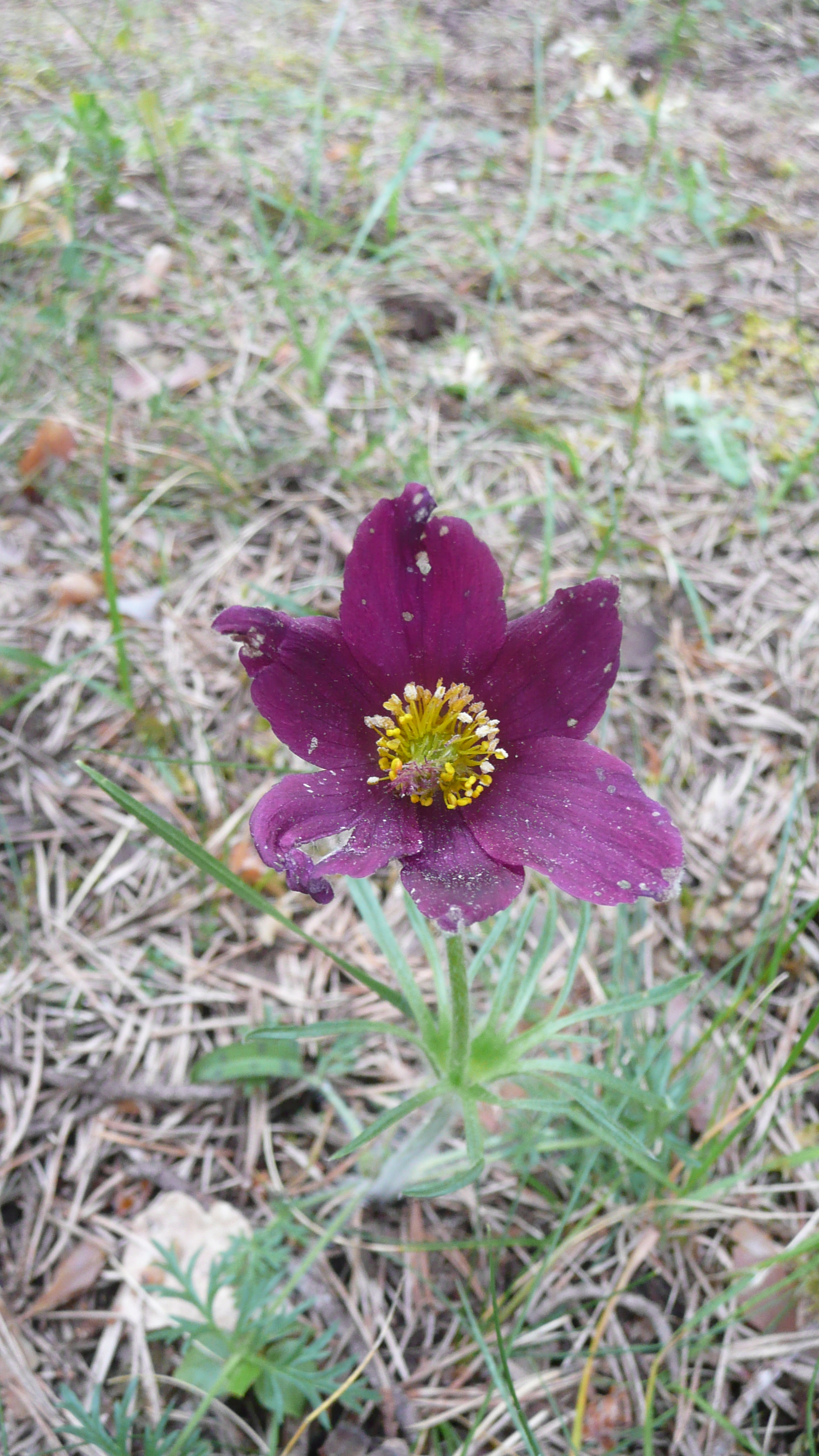 P1020499