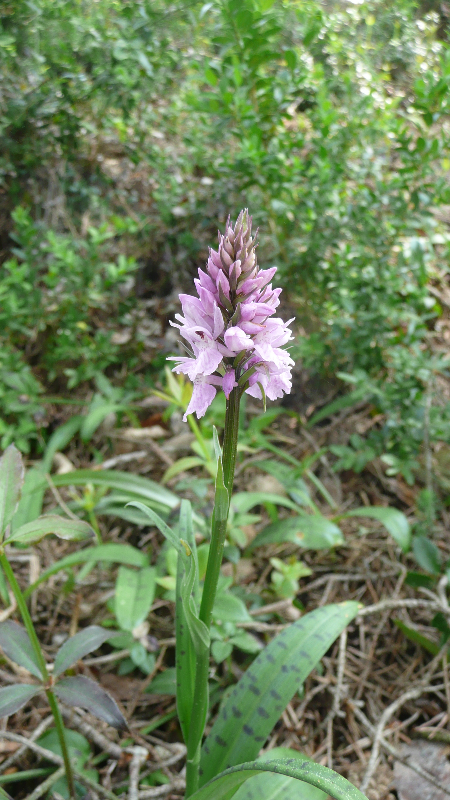 P1020496