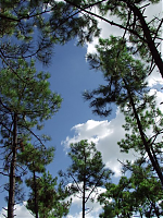 La foret