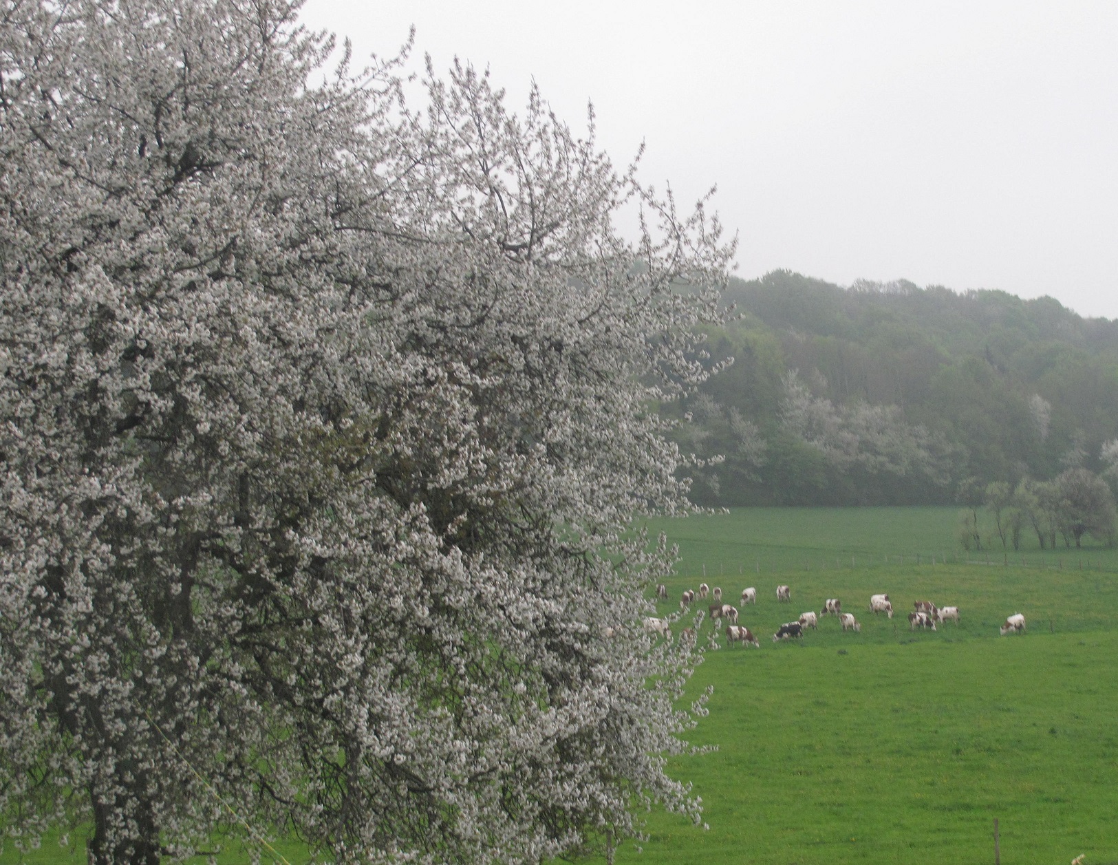 Cerisier en fleurs