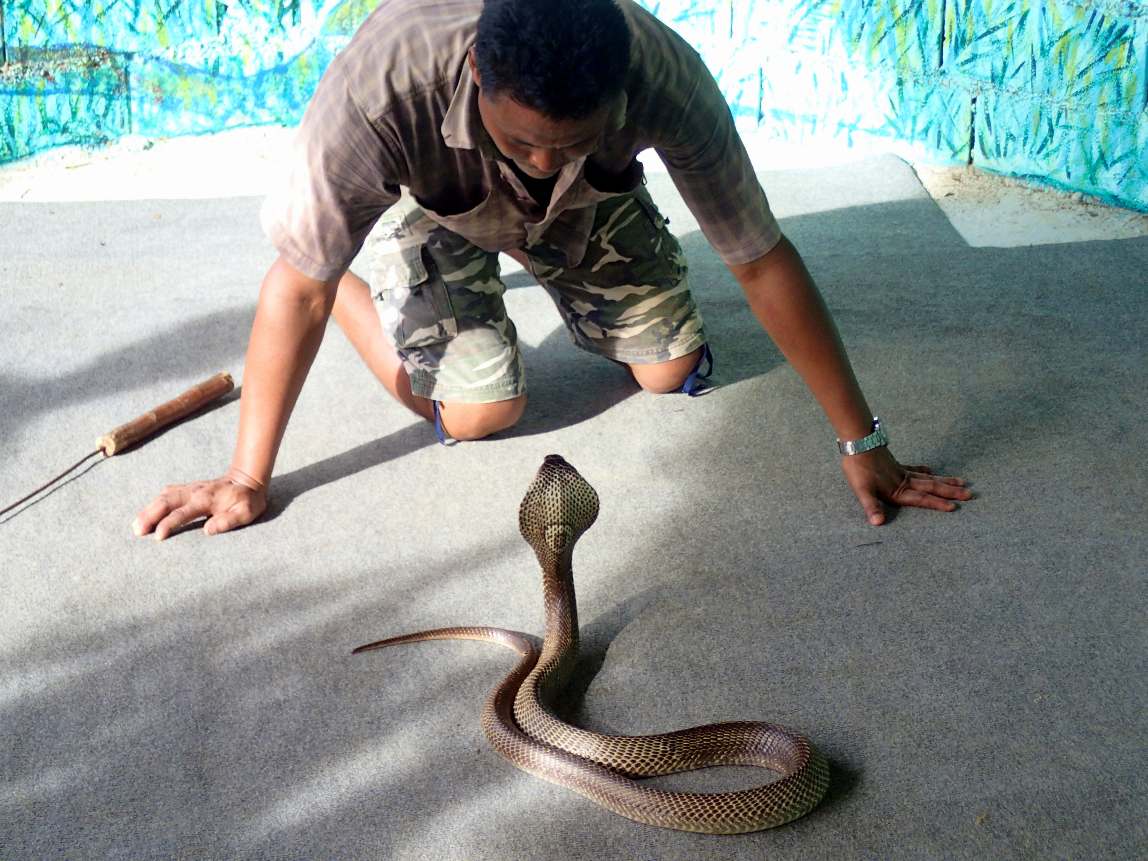Snakeshow