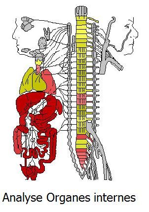 Organe