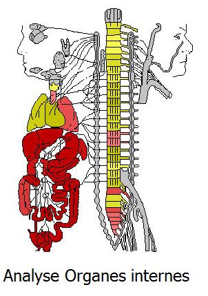 Organe
