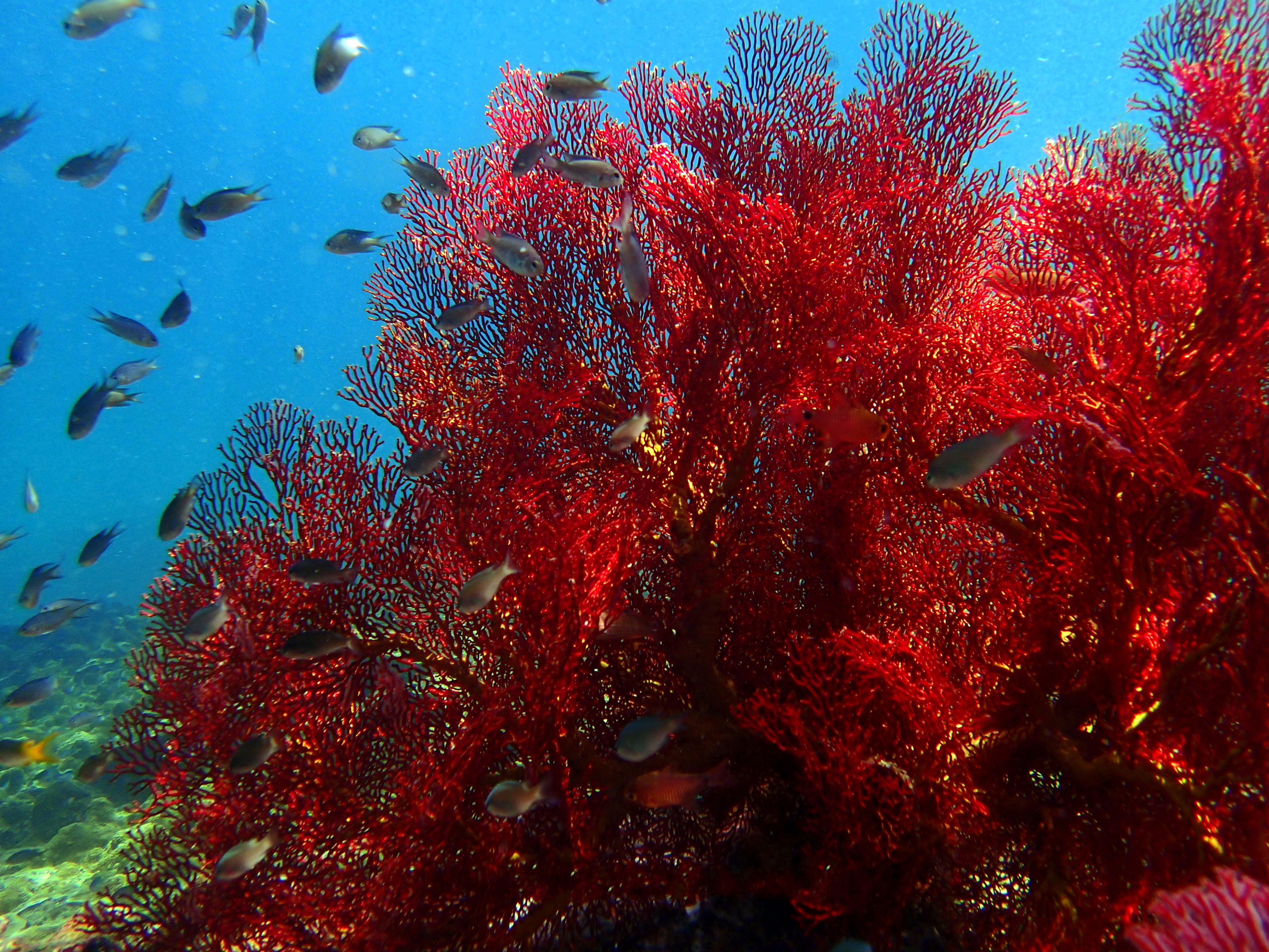Best Snorkeling Tour Koh Lanta