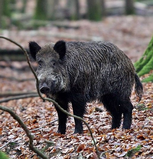 Sanglier1